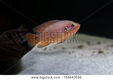 African cichlid swimming in an aquarium on a black background