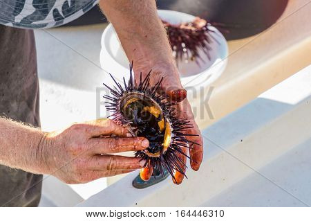 Sea Urchins Are A Class Of Marine Animals That Live On The Seabed Or Burrow Into The Sand.scientific
