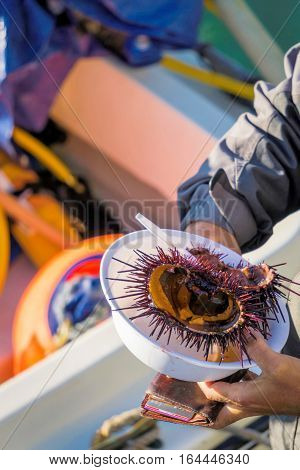 Sea urchins are a class of marine animals that live on the seabed or burrow into the sand.Scientific name: Echinoidea