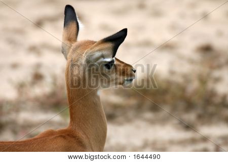Impala dans le Parc National de Tsavo East Kenya