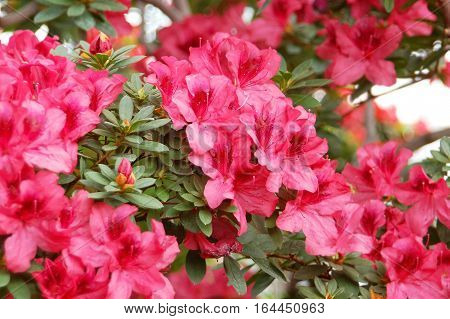 Azalea (rhododendron Molle. Blume)