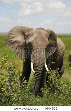 Elefante africano Amboseli Kenia