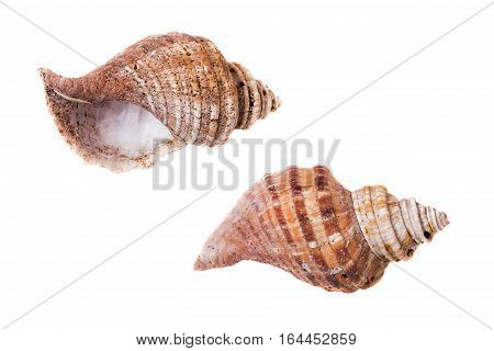 trumpeter shell scallop white background isolated sea shellfish
