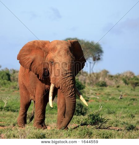 Éléphant rouge Tsavo Kenya oriental