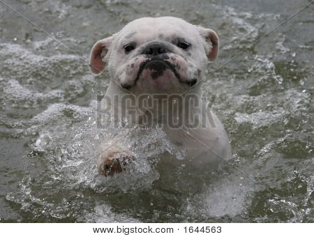 Bouledogue