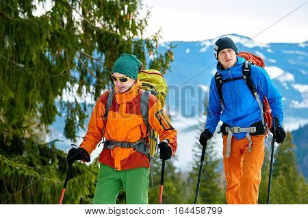 hikers with backpack on the trail in the Carpathians mountains at winter. hikers standing near large spruce leaning on trekking pole. the weather is overcast, distant bluish mountains in the background. Travel and vacation concept