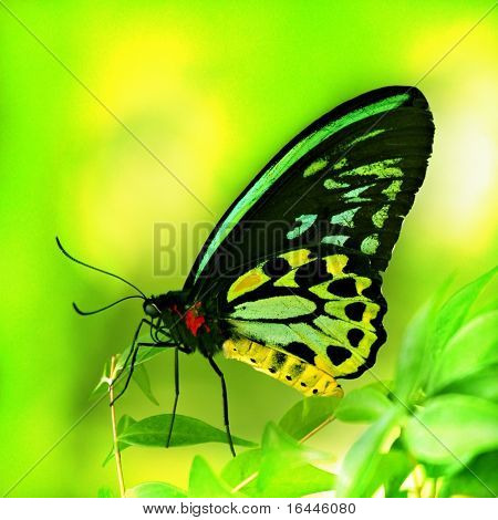 Farfalla