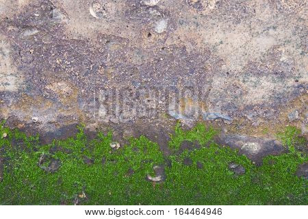 The dirty texture of sand wall with green lichen background
