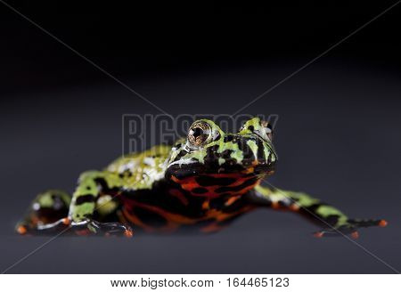 Multicolor Toad portrait in studio with grey background