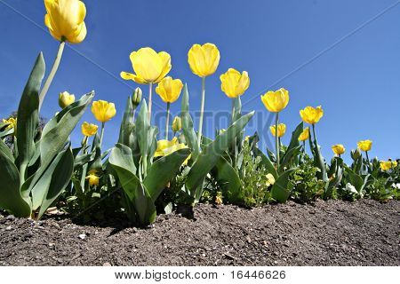 Tulipani gialli a Floriade festival di Canberra
