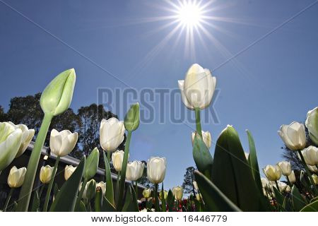 Tulipani di Canberra Floriade Festival