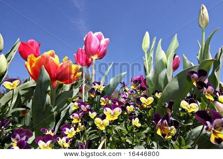 Tulipani di Canberra Floriade Festival
