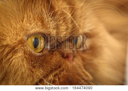 Muzzle red Persian cat close-up eyes nose fur