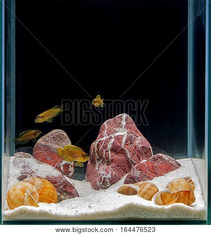 African cichlid swimming in an aquarium on a black background