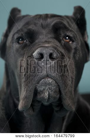 Black Cane Corso Portrait in studio with blue background