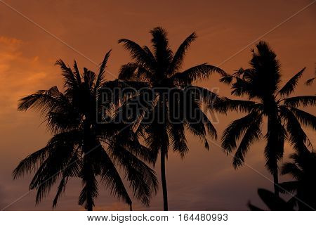 Silhouette of plam trees with colourful sunset and twilight sky background.