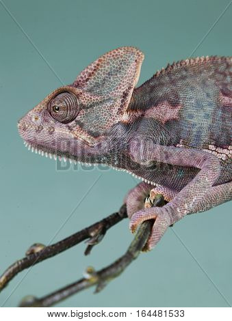 rampholeon portrait in studio with green background