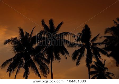 Silhouette of plam trees with colourful sunset and twilight sky background.