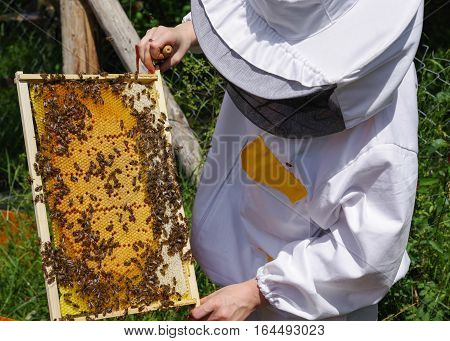 Beekeeper in white worksuite with bees in beehive