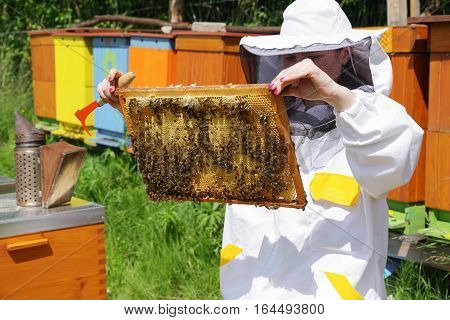 Woman beekeeper in white worksuite with bees