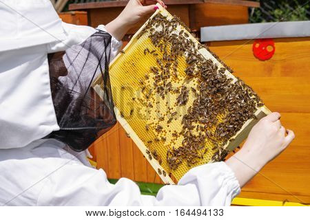 Woman beekeper in white suit with bees