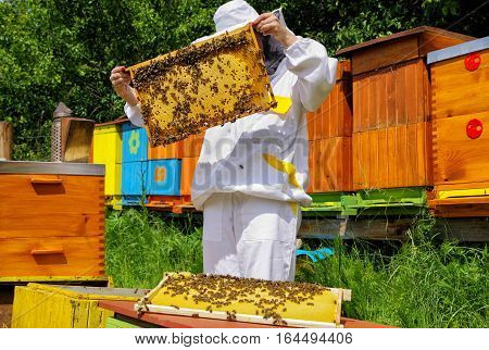 Woman beekeper in white suit with bees