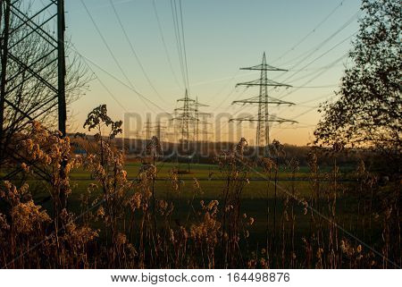 View over field in evening light Plants in the foreground