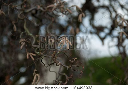 Seed on tree, blurred background, looks cold and blue