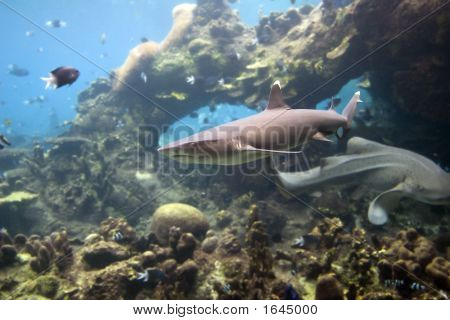 Sharkwhtip