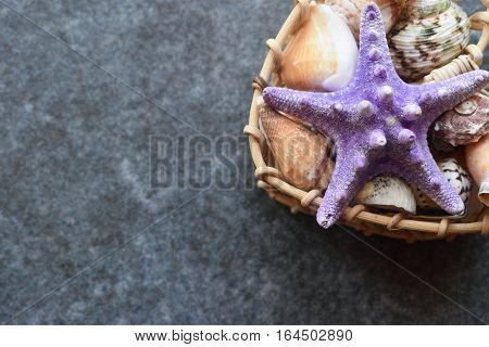 Beautiful colored sea shells on stone background mazarine