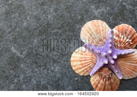 Beautiful colored sea shells on stone background mazarine