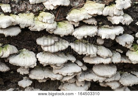 White wood fungus Fomes fomentarius growing from stump of dead tree
