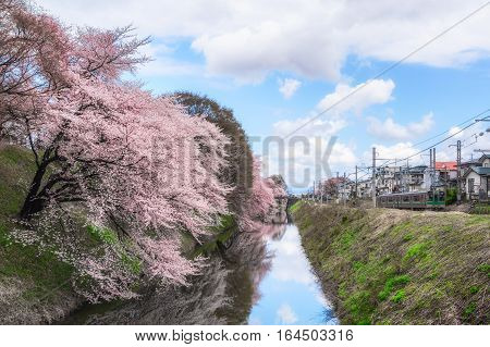 Yamagata - April 15:Kajo Park which is Yamagata Castle ruin Famous spot of Yamagata-shi first-rate cherry tree where approximately 1500 cherry trees are in full glory in April 152015