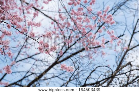 Japan pink cherry blossoms with blue sky background