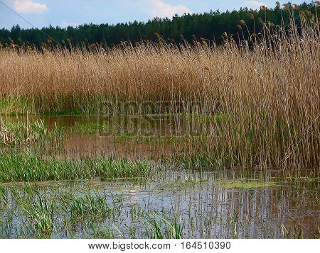 summer lake shore in the reeds with green grass