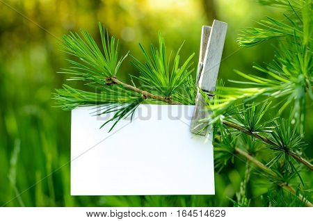 Blank card pinned on a green tree. Space for wordings. Pinned with a clothespin