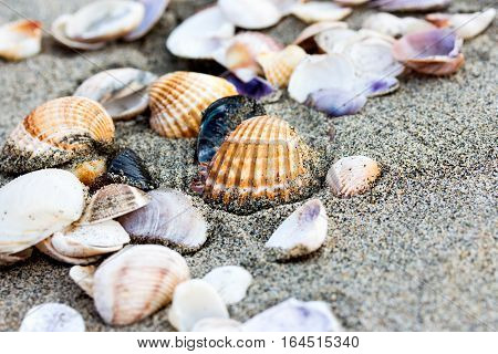 Sea shell on sand beach close up. Seashells on seashore.