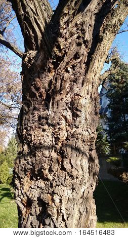 the bark on a stump of the old acacia tree