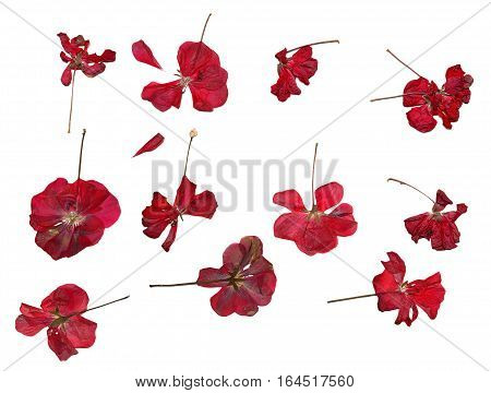 Pressed Red Geranium Set Isolated