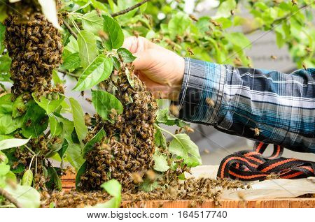 Bee keeper with a swarm of bees