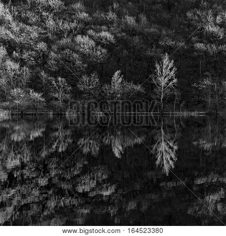 reflections of trees in lake monochrome square