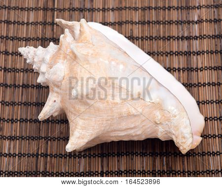 Large pink queen conch seashell on bamboo placemat