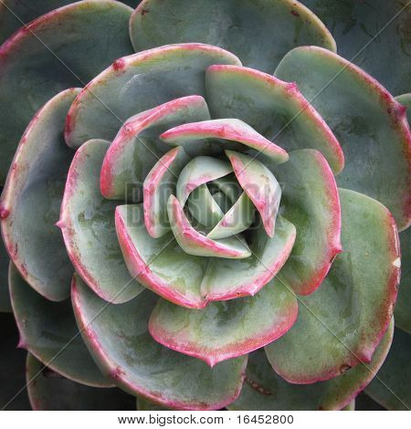 Saftige plante