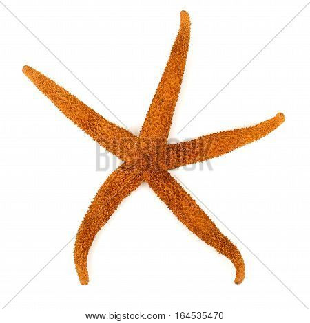 Starfish isolated on white background close up