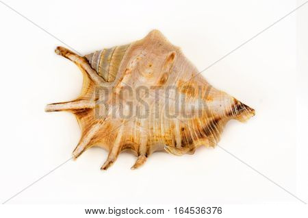 Sea shell on white background close up