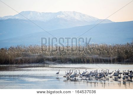 Common Crane Birds In Agamon Hula Bird Refuge