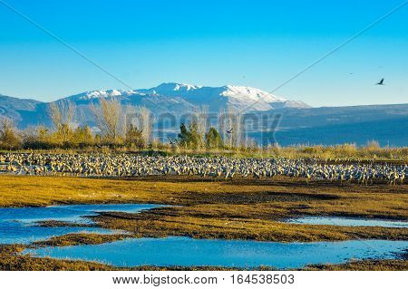 Common Crane Birds In Agamon Hula Bird Refuge