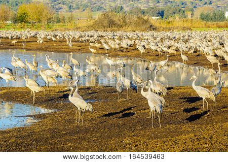 Common Crane Birds In Agamon Hula Bird Refuge