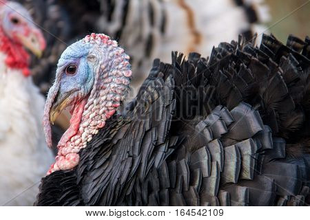 turkey graze close up in the village.