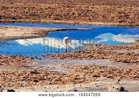 Flamingo in Chaxa Lagoon near San Pedro de Atacama Chile